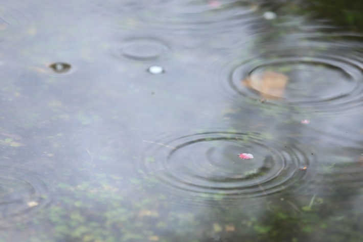 春の雨 心 色