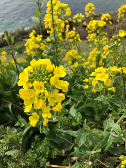 灘黒岩水仙郷_f0204295_14200769.jpg