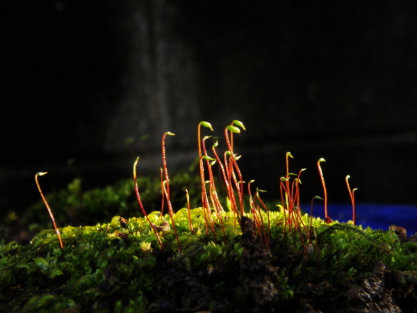 苔の胞子体 風見鶏日記