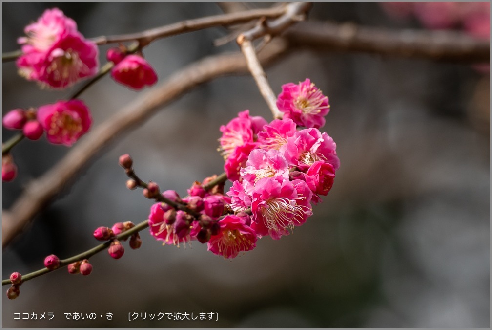 写真日記・季節の花・2019.2.26/27_c0336400_21450364.jpg