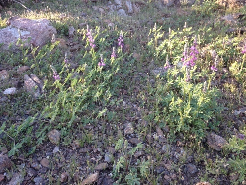 a0331910_07264634.jpeg