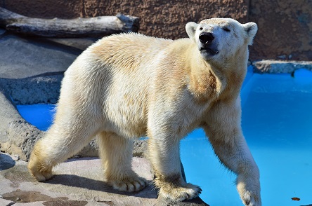 札幌・円山動物園のキャンディが豊橋総合動植物公園に3月に帰還へ_a0151913_17315983.jpg