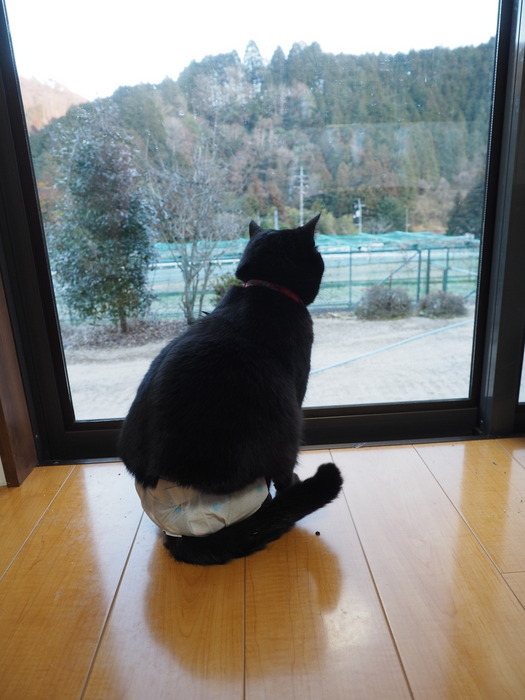 庭を眺める、くうちゃん_c0116915_23125476.jpg