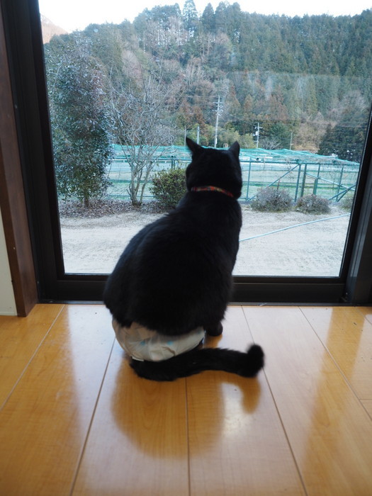 庭を眺める、くうちゃん_c0116915_23130584.jpg