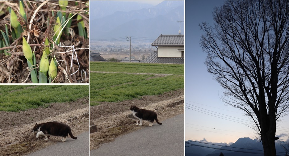水仙の蕾と猫 安曇野の風 カフェ 風のいろ 水仙の蕾と猫 安曇野の風 カフェ 風のいろ