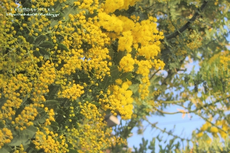 ミモザの花が満開になっていました(^^♪_e0052135_11145546.jpg