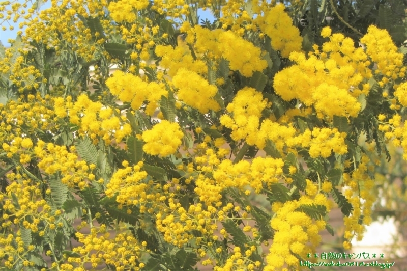 ミモザの花が満開になっていました(^^♪_e0052135_11145958.jpg