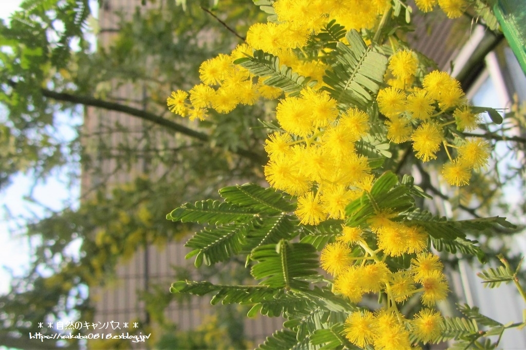 ミモザの花が満開になっていました(^^♪_e0052135_11150220.jpg