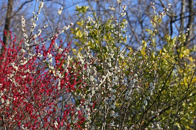 a0242438_20413155.jpg