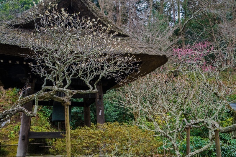 鎌倉~北鎌倉・東慶寺_e0363038_18175161.jpg