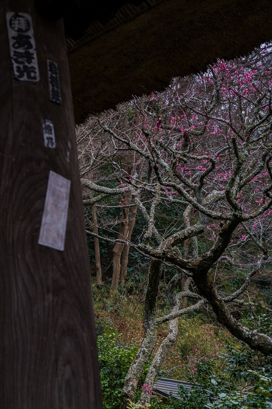 鎌倉～北鎌倉・東慶寺_e0363038_18175505.jpg