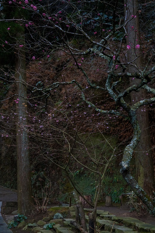 鎌倉～北鎌倉・東慶寺_e0363038_18181164.jpg