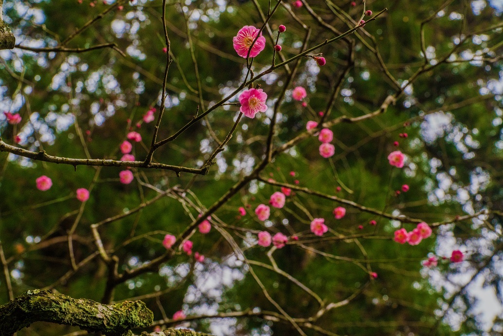 鎌倉~北鎌倉・東慶寺_e0363038_18181466.jpg