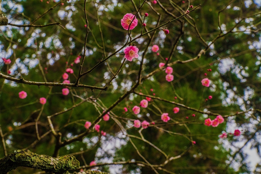 鎌倉～北鎌倉・東慶寺_e0363038_18181466.jpg