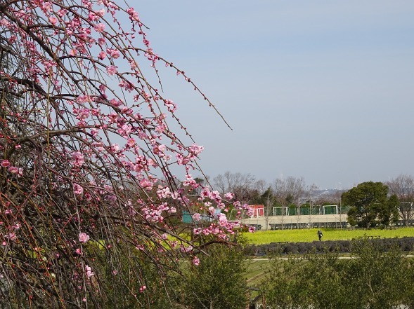 和泉リサイクル環境公園の枝垂れ梅_b0299042_21094398.jpg