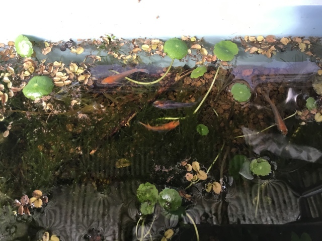 水温む_d0101846_22353057.jpeg