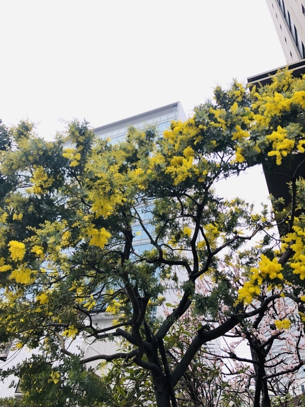 春はまだですか。&2月27日(水)のランチメニュー_d0243849_14295750.jpeg