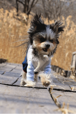 c0145250_09052930.gif