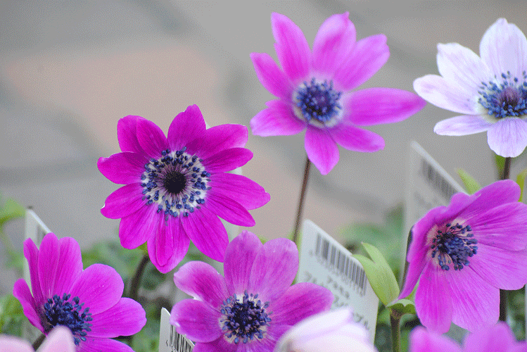 a0001354_23441225.gif