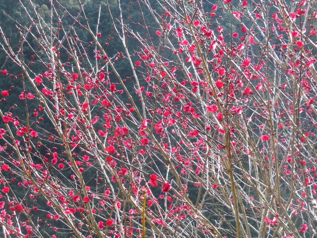 a0018655_09132246.jpg