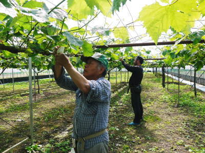 熊本ぶどう　社方園　ぶどうの果樹の目覚め！ハウスの内張りと熊本農業高校からの農業実習（2019）後編_a0254656_16581017.jpg