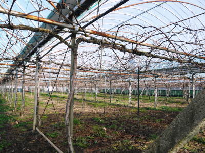 熊本ぶどう　社方園　ぶどうの果樹の目覚め！ハウスの内張りと熊本農業高校からの農業実習（2019）後編_a0254656_17010695.jpg