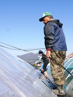 熊本ぶどう 社方園 ぶどうの果樹の目覚め!ハウスの内張りと熊本農業高校からの農業実習(2019)後編_a0254656_17083489.jpg