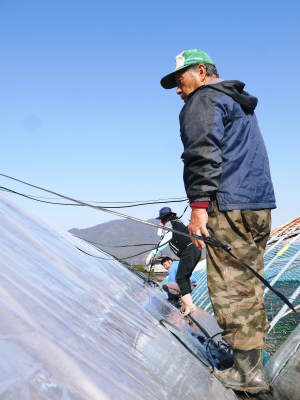 熊本ぶどう　社方園　ぶどうの果樹の目覚め！ハウスの内張りと熊本農業高校からの農業実習（2019）後編_a0254656_17083489.jpg