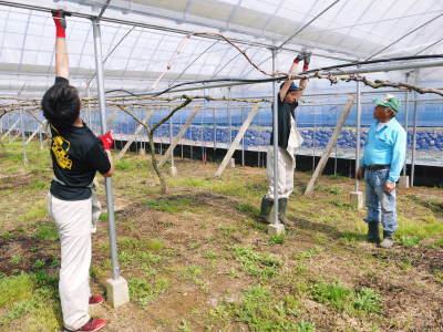 熊本ぶどう　社方園　ぶどうの果樹の目覚め！ハウスの内張りと熊本農業高校からの農業実習（2019）後編_a0254656_17154659.jpg