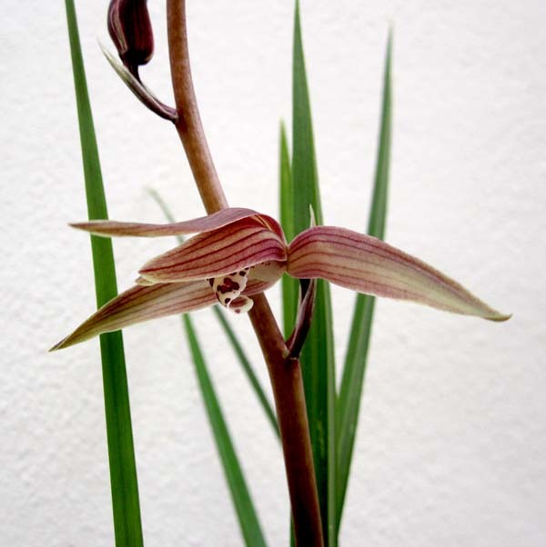報才蘭「紅観音」　　　　　　　　　　　　　　　　　　　　　　No.1938_d0103457_22405482.jpg