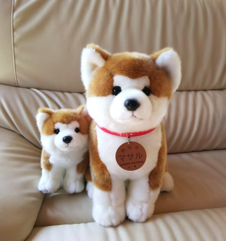 秋田犬マサルちゃんぬいぐるみ しみずよしこの英語教室 秋田犬マサルちゃんぬいぐるみ しみずよしこの英語教室