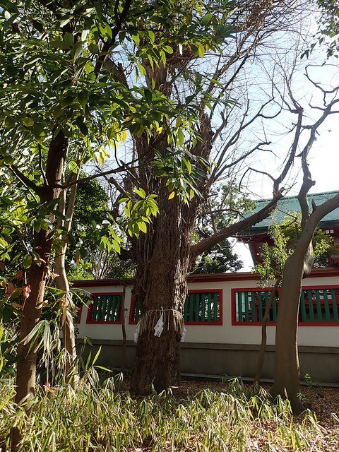 日記>深川さんぽ富岡八幡ほか、体調悪化、黒歴史、勘陽師:2019/2/22-26twitterまとめ_b0116271_12084885.jpg