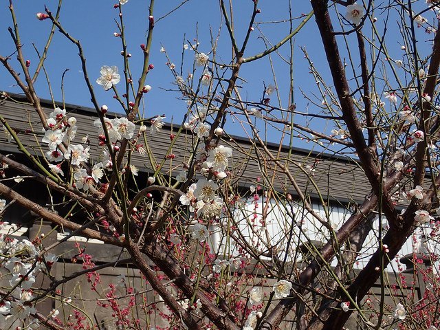 日記>深川さんぽ富岡八幡ほか、体調悪化、黒歴史、勘陽師:2019/2/22-26twitterまとめ_b0116271_12155631.jpg