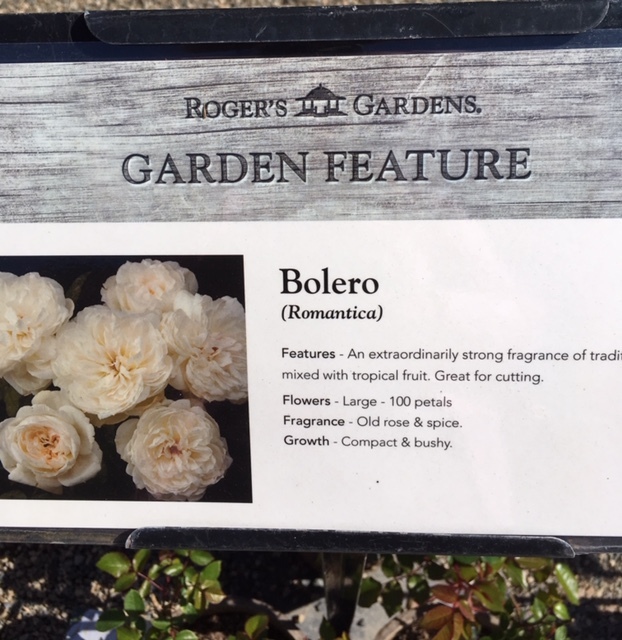 Roger\'s Gardens の薔薇の半額セール_e0350971_12132716.jpg