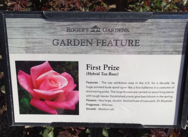 Roger\'s Gardens の薔薇の半額セール_e0350971_12141553.jpg