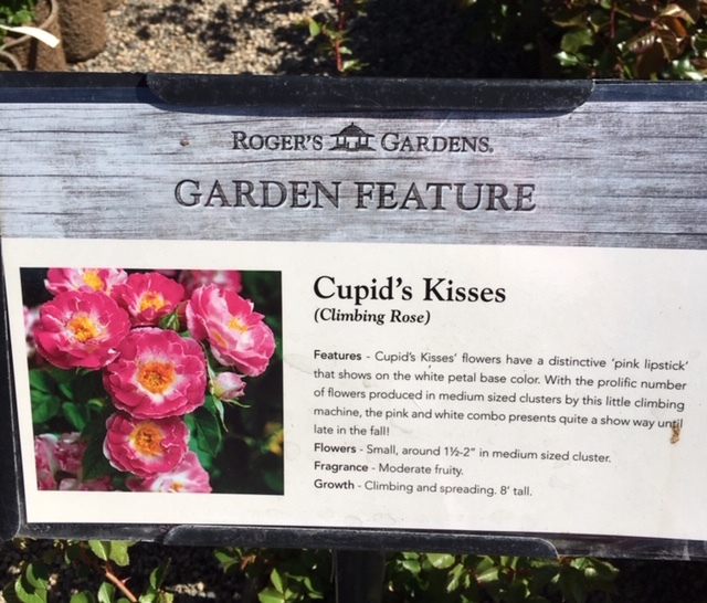 Roger\'s Gardens の薔薇の半額セール_e0350971_12142738.jpg