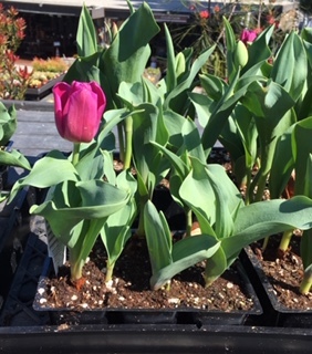 Roger\'s Gardens の薔薇の半額セール_e0350971_12191903.jpg