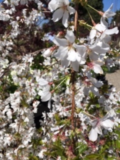 Roger\'s Gardens の薔薇の半額セール_e0350971_12202914.jpg