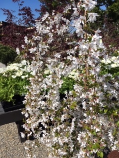 Roger\'s Gardens の薔薇の半額セール_e0350971_12204064.jpg