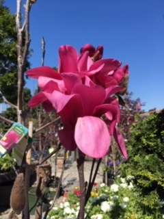 Roger\'s Gardens の薔薇の半額セール_e0350971_12210752.jpg
