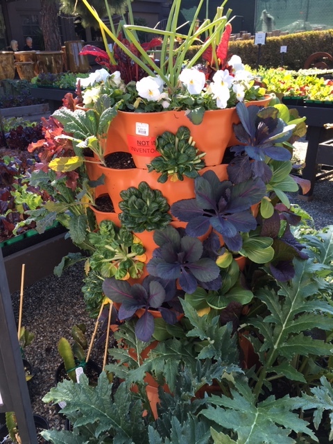 Roger\'s Gardens の薔薇の半額セール_e0350971_12213093.jpg