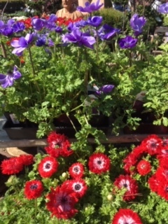 Roger\'s Gardens の薔薇の半額セール_e0350971_12214939.jpg