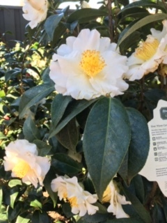 Roger\'s Gardens の薔薇の半額セール_e0350971_12232858.jpg