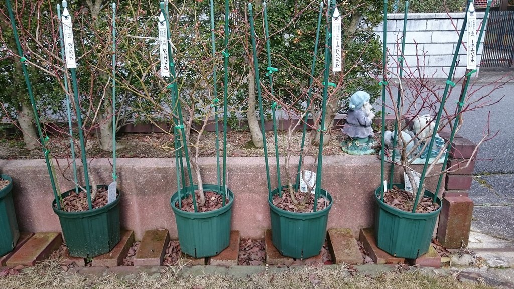 18年購入鉢植えブルーベリーの初回剪定 初めてのブルーベリー栽培記 18年購入鉢植えブルーベリーの初回剪定 初めてのブルーベリー栽培記