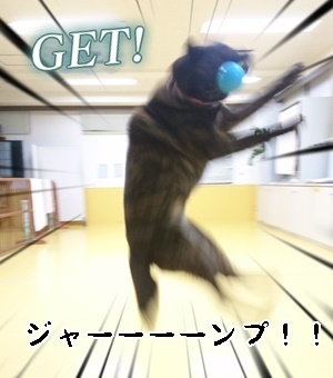 甲斐犬親子!_f0357682_12053782.jpg