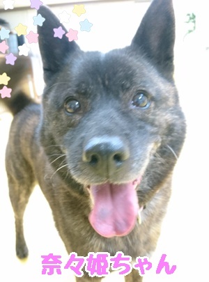 甲斐犬親子!_f0357682_12054523.jpg