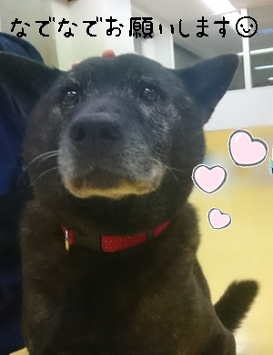 甲斐犬親子!_f0357682_12055657.jpg