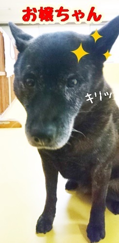 甲斐犬親子!_f0357682_12055960.jpg