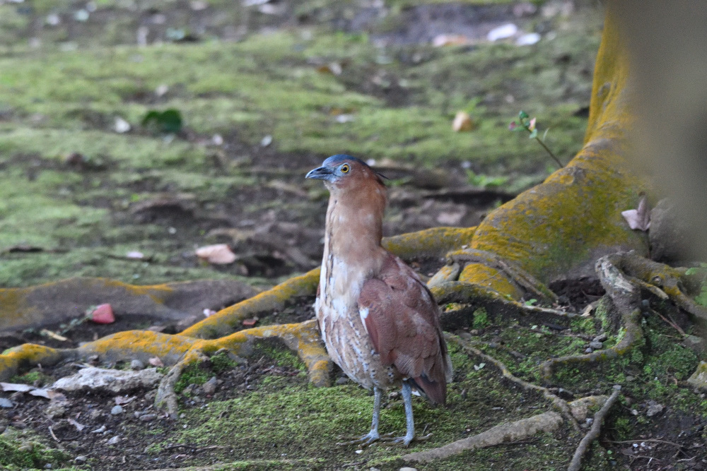 台湾野鳥撮影　その25_f0202686_18245465.jpg