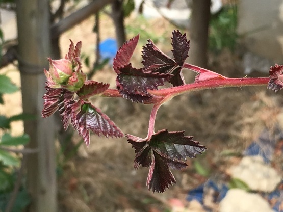 庭での花蕾_b0349795_12032181.jpg